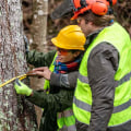 The Importance of Protective Gear for Tree Trimming