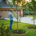 How Tree Care Services Help Prevent Drainage Issues Around Driveways and Walkways