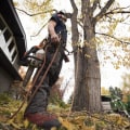 Working with a Partner - The Dos and Don'ts for Tree Removal Safety