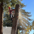 The Ultimate Guide To Tree Care Services In Kalamazoo: What You Need To Know