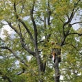 Crown Reduction: Maintaining the Health and Beauty of Your Trees