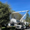 The Benefits of Tree Care Services Before Packing and Moving