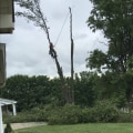 The Growing Importance Of Professional Tree Service In Tree Care Services In Jonesborough, TN