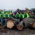 Maintaining Healthy Trees In Ellisville: The Role Of Tree Care Services
