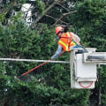 Tree Care Services Essentials to Maintain Clearance Around Electrical Lines
