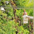 How Tree Care Services Enhance Safety Around Electrical Fixtures