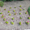How To Choose The Best Emergency Lawn Care Company In Northern Virginia For Your Tree Care Services Needs