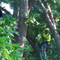 Professional Tree Care & Trimming Services in Virginia Beach