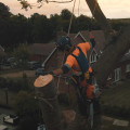The Importance Of Proactive Landscape Maintenance For Efficient Tree Care Services In Urban Manchester