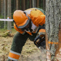 Discover The Benefits Of Arborist Consultation For Your Tree Care Services In Groveland, MA