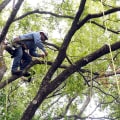 From Pruning to Removal: What Tree Care Services Can Do for You