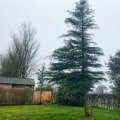 Crown Raising: The Essential Guide to Tree Trimming Techniques