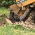 How to Effectively Remove Tree Stumps and Improve Your Yard