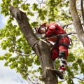 Crown Thinning: The Key to Beautiful and Healthy Trees