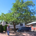 From Pruning To Preservation: Tree Care Services In Phoenix
