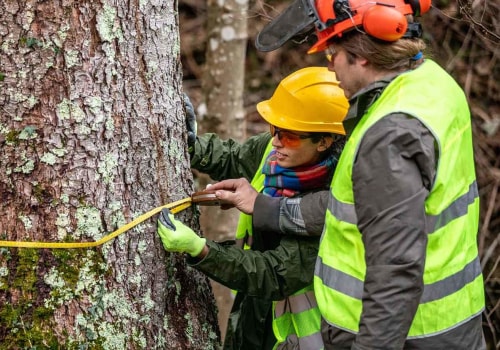 The Importance of Protective Gear for Tree Trimming