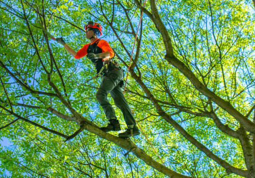 Tree Care Services That Promote Long-Term Tree Health