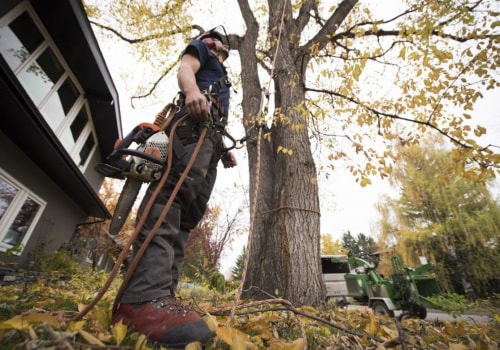 Working with a Partner - The Dos and Don'ts for Tree Removal Safety
