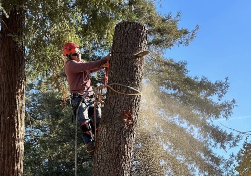 The Ultimate Guide To Tree Care Services In Kalamazoo: What You Need To Know