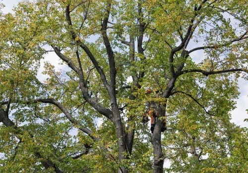 Crown Reduction: Maintaining the Health and Beauty of Your Trees