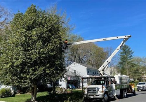 The Benefits of Tree Care Services Before Packing and Moving