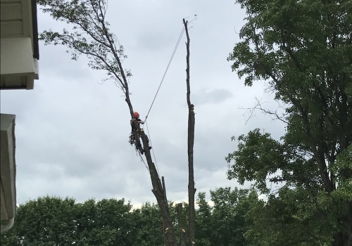 The Growing Importance Of Professional Tree Service In Tree Care Services In Jonesborough, TN