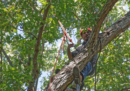 Maintaining Healthy Trees In Ellisville: The Role Of Tree Care Services