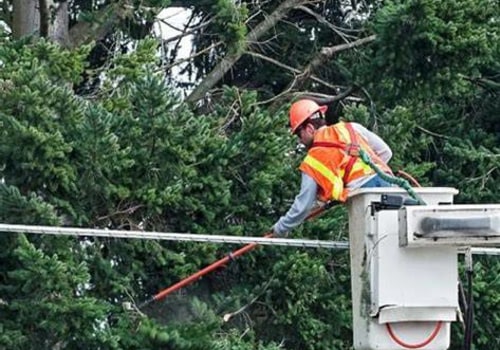 Tree Care Services Essentials to Maintain Clearance Around Electrical Lines