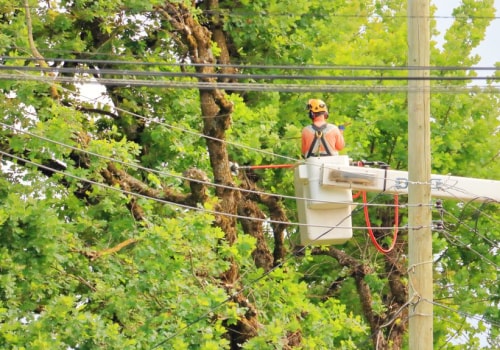 How Tree Care Services Enhance Safety Around Electrical Fixtures