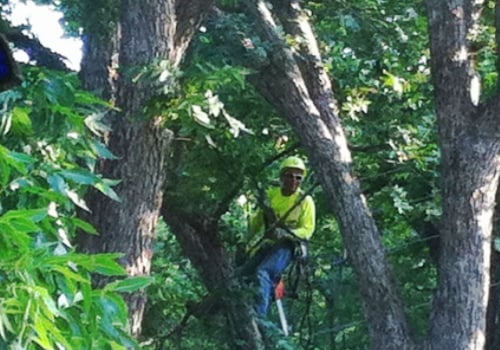 Professional Tree Care & Trimming Services in Virginia Beach