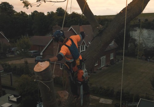 The Importance Of Proactive Landscape Maintenance For Efficient Tree Care Services In Urban Manchester