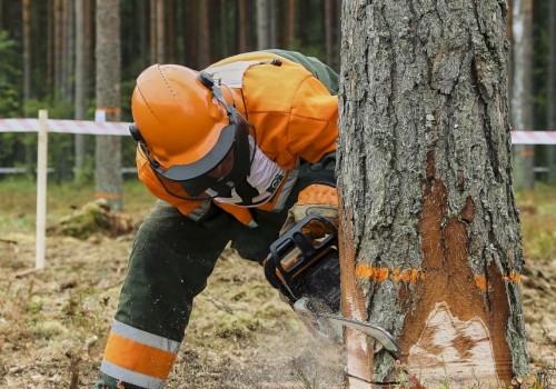 Discover The Benefits Of Arborist Consultation For Your Tree Care Services In Groveland, MA