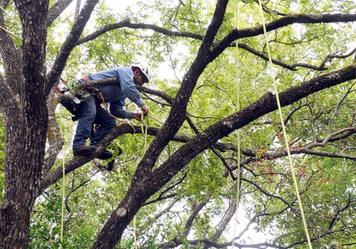 From Pruning to Removal: What Tree Care Services Can Do for You