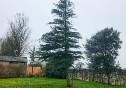 Crown Raising: The Essential Guide to Tree Trimming Techniques
