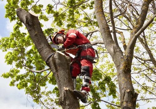 Crown Thinning: The Key to Beautiful and Healthy Trees
