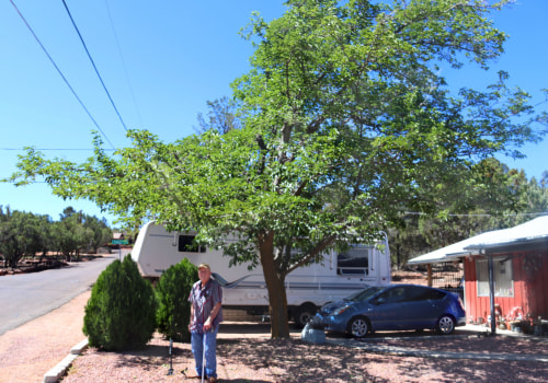 From Pruning To Preservation: Tree Care Services In Phoenix